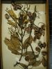 historical herbarium sample